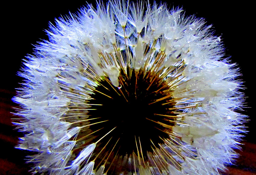 Pusteblume