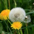 Pusteblume