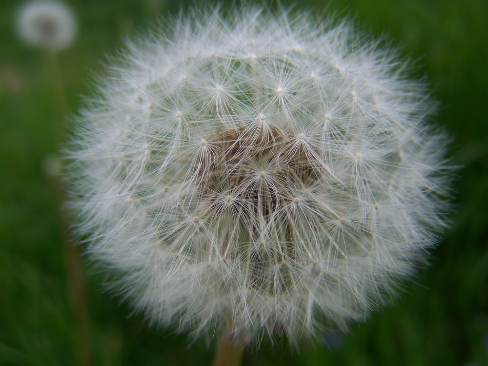 Pusteblume