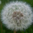 Pusteblume