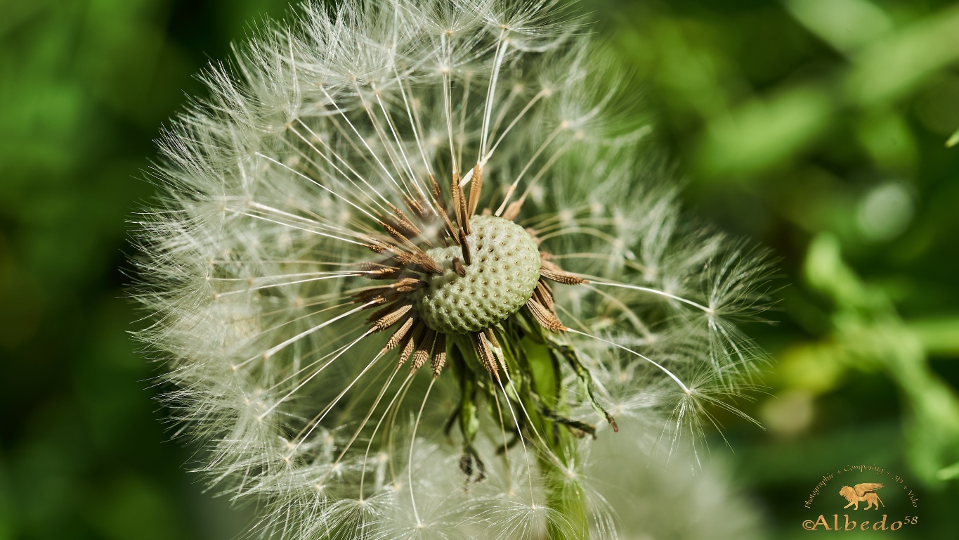 Pusteblume