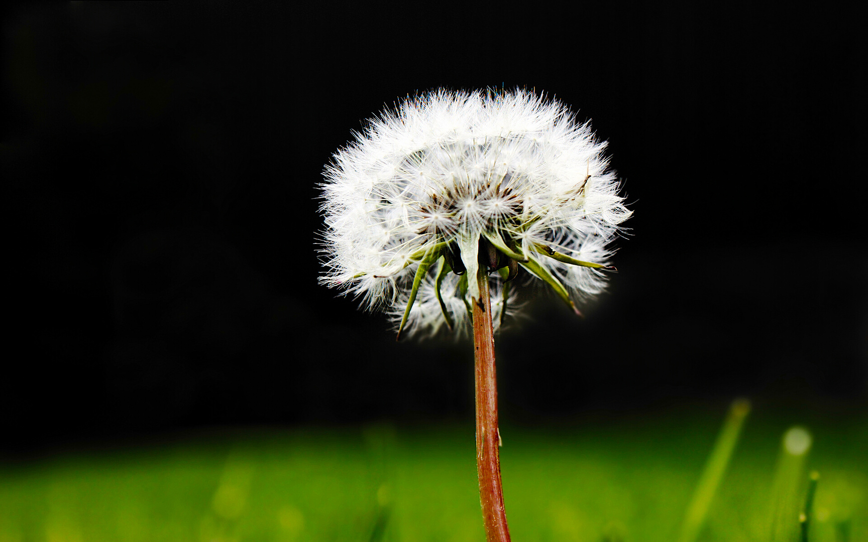 Pusteblume