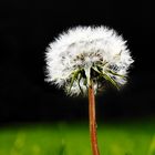 Pusteblume