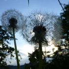 Pusteblume