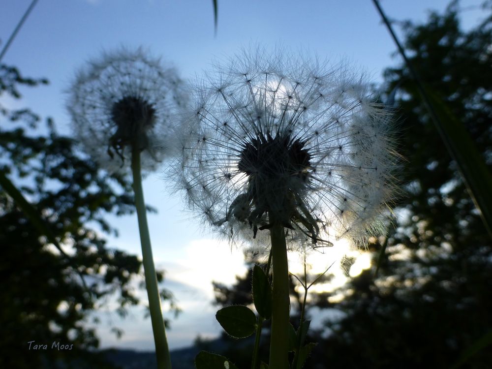 Pusteblume