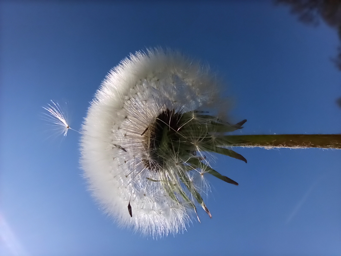 Pusteblume