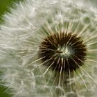 Pusteblume