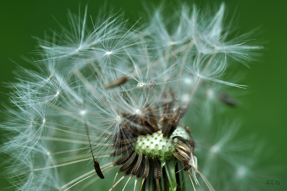 **Pusteblume**