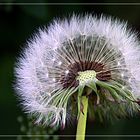 Pusteblume