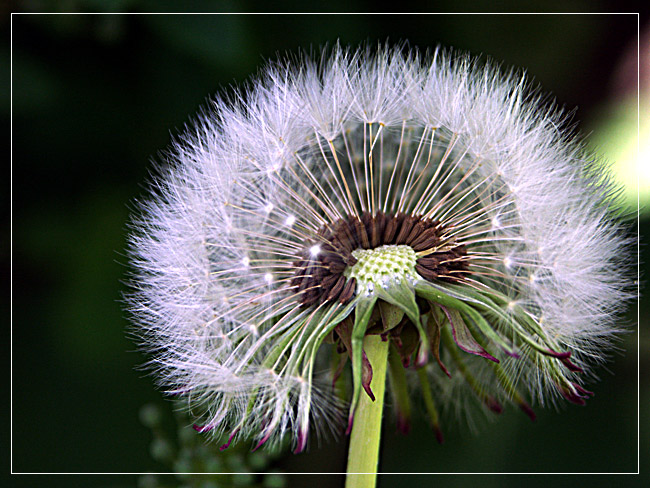 Pusteblume