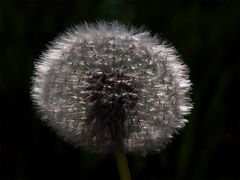 Pusteblume