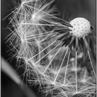 Pusteblume