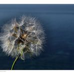 Pusteblume