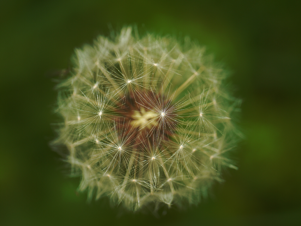 Pusteblume 1