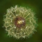 Pusteblume 1