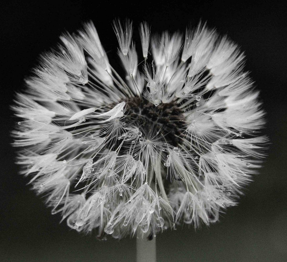 pusteblume 1