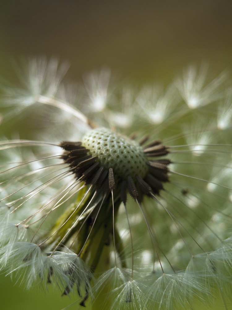 Pusteblume 1