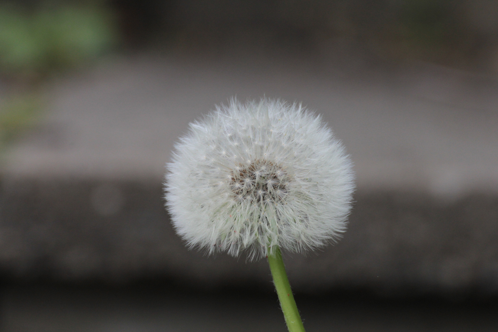 Pusteblume 1