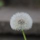 Pusteblume 1