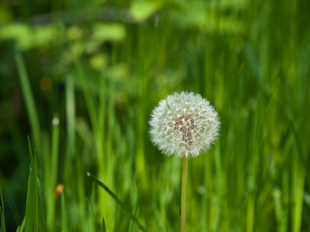 Pusteblume 1