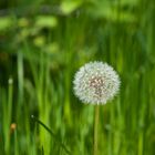 Pusteblume 1