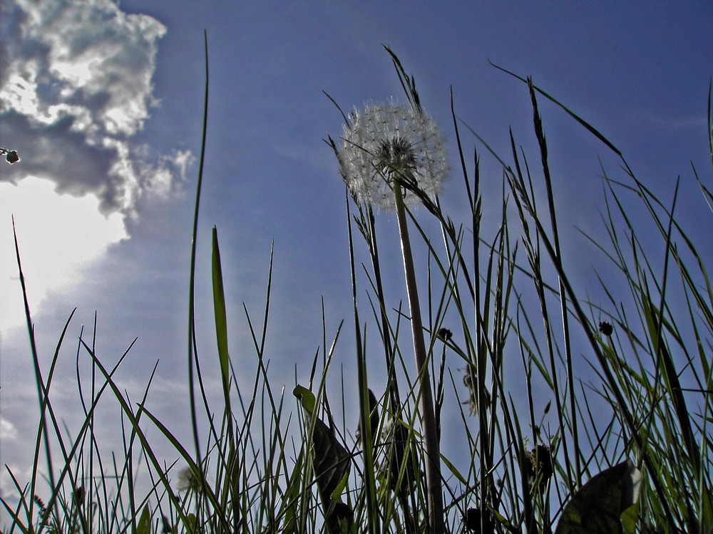 Pusteblume (1)