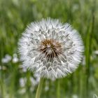 Pusteblume 1