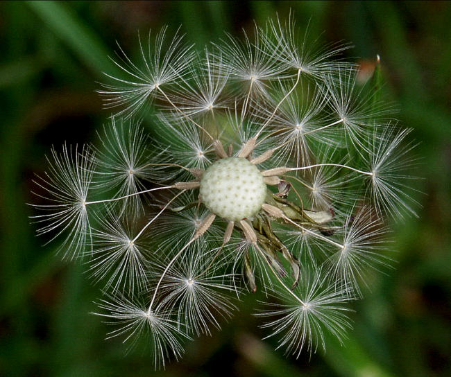 Pusteblume 1