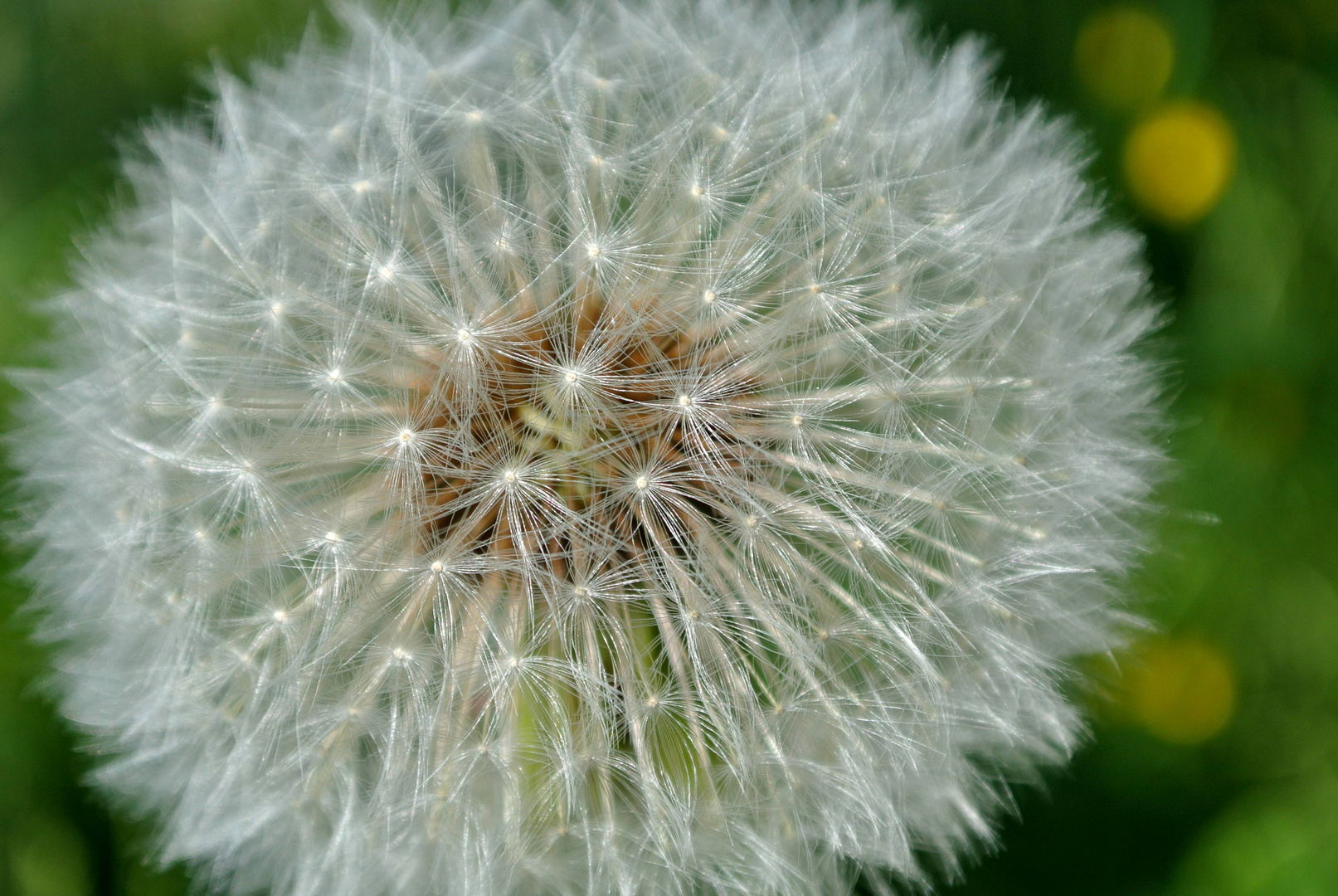 Pusteblume 1