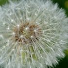 Pusteblume 1