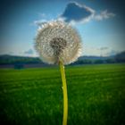 Pusteblume 1