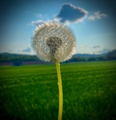 Pusteblume 1