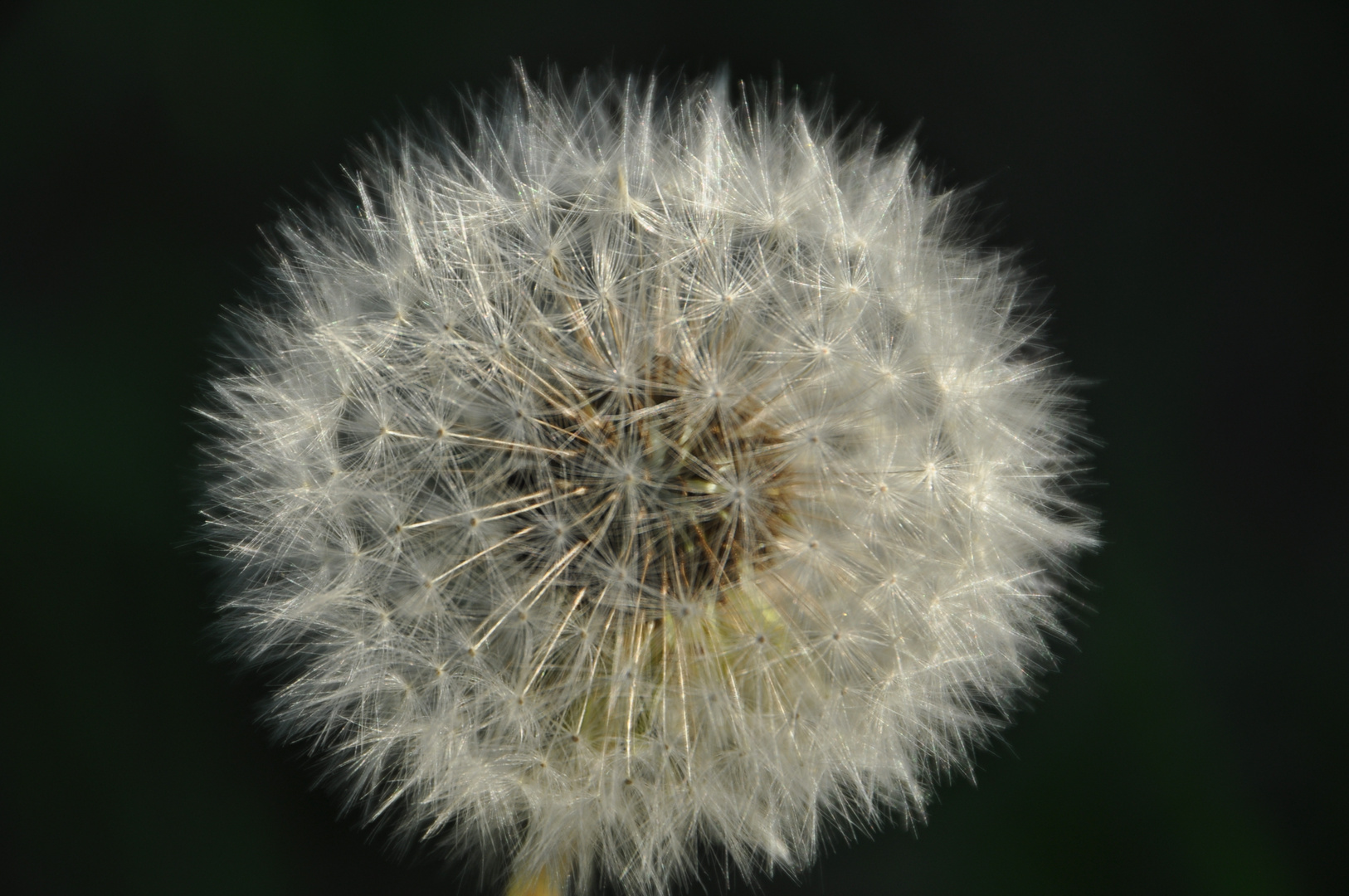 Pusteblume 1