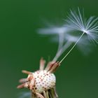 Pusteblume 1