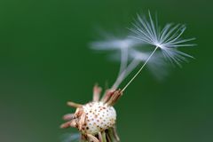 Pusteblume 1