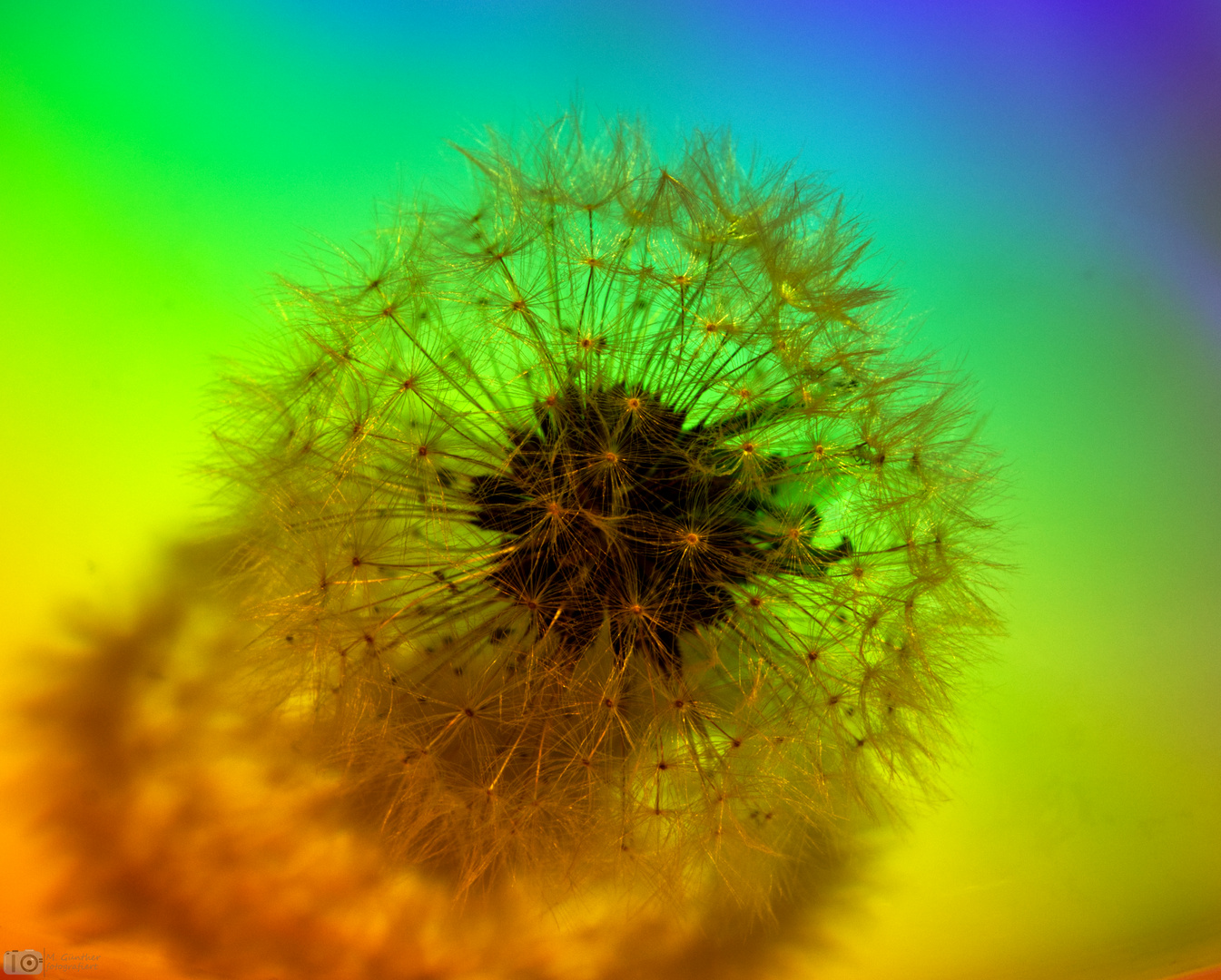 Pusteblume 1