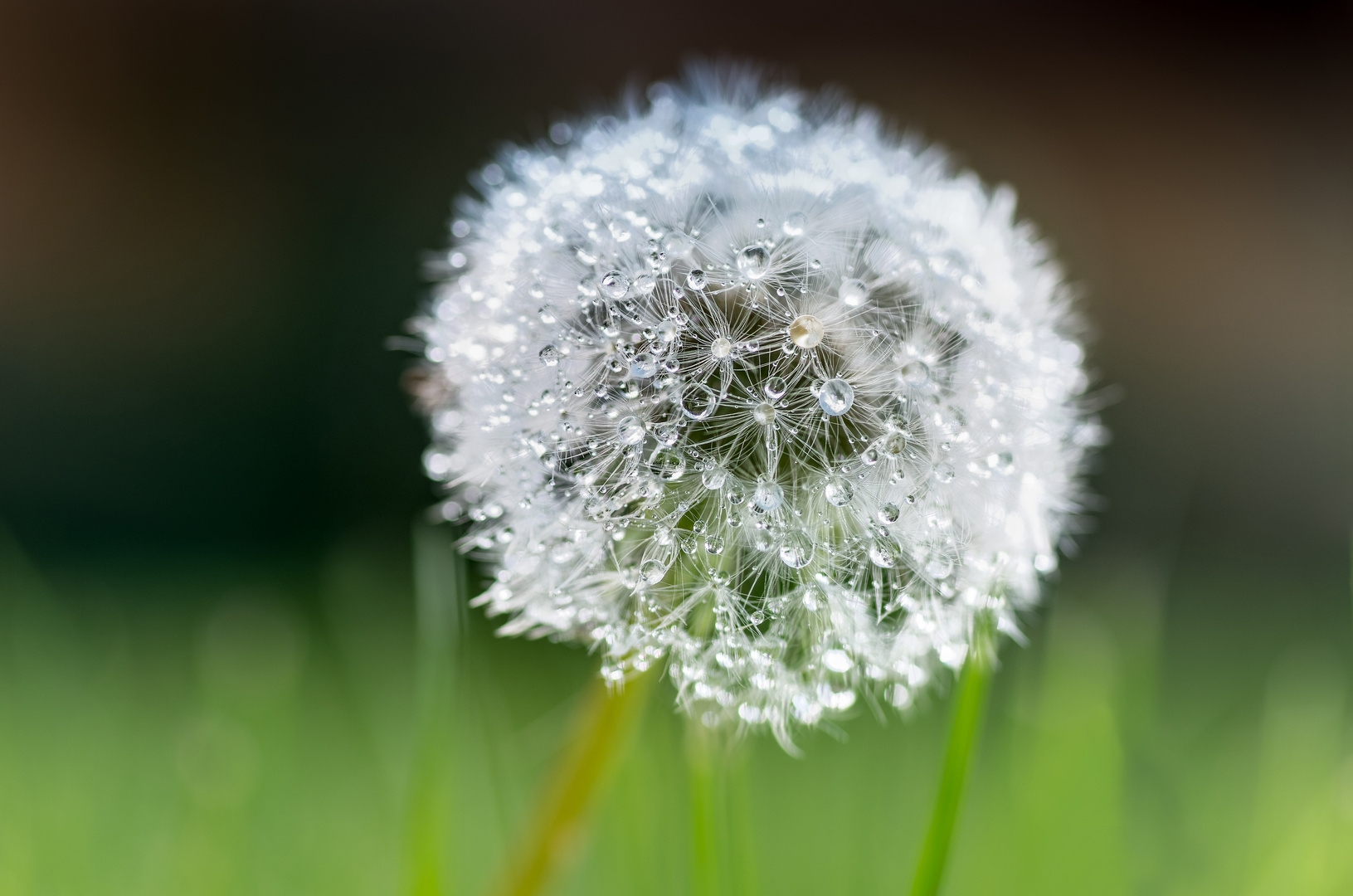 Pusteblume (1)