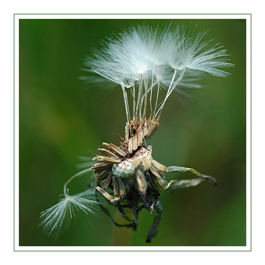 Pusteblume 1