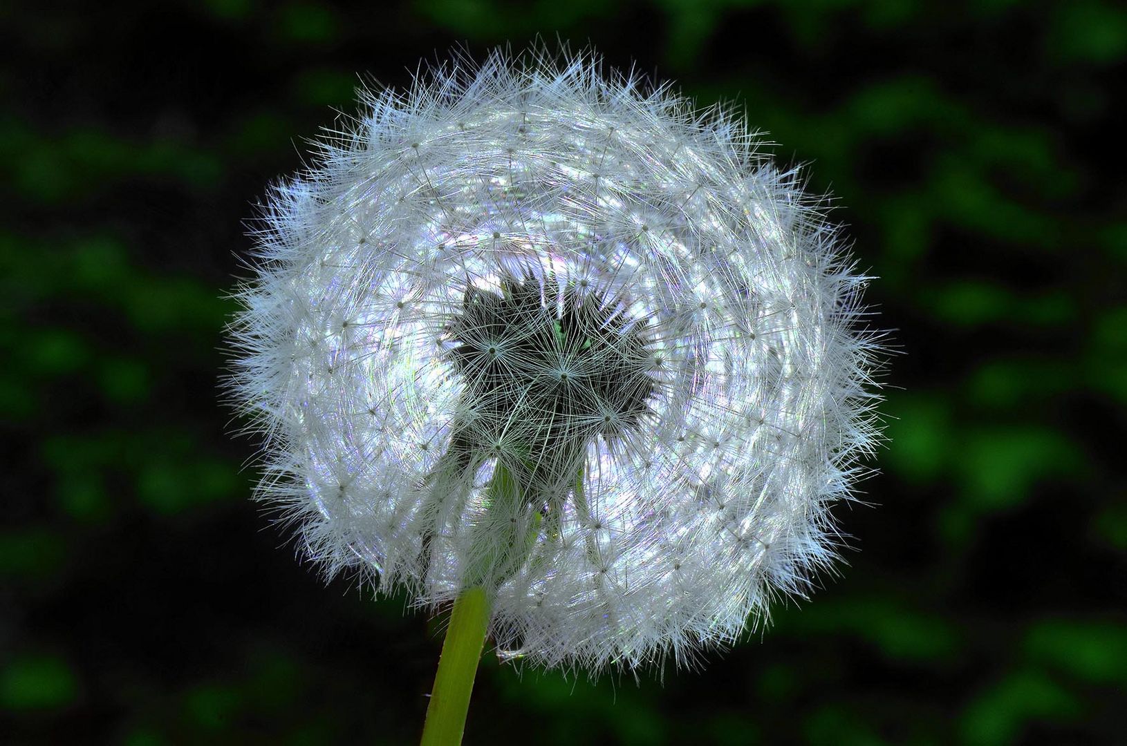 Pusteblume -1-