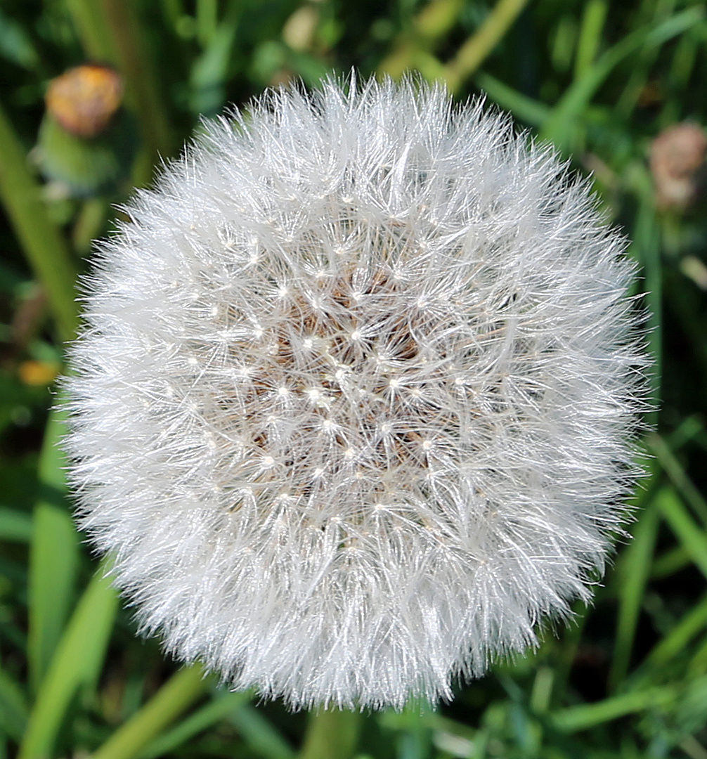 Pusteblume -1-