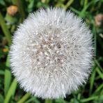 Pusteblume -1-