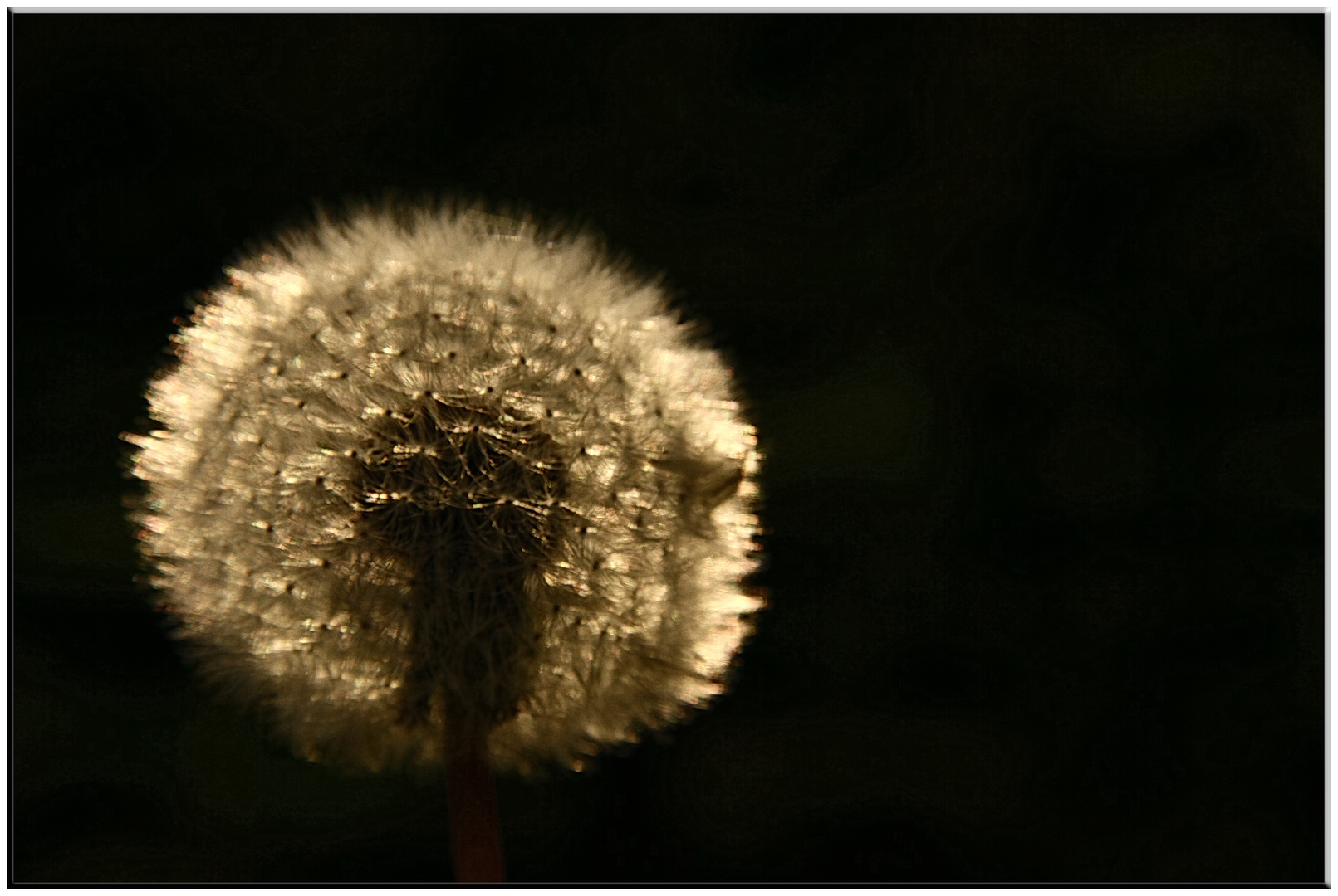 pusteblume 1