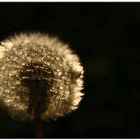 pusteblume 1