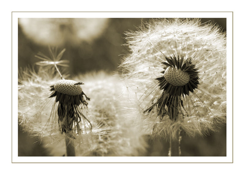 Pusteblume #1