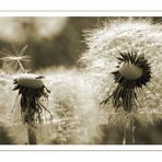 Pusteblume #1