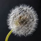 Pusteblume-1