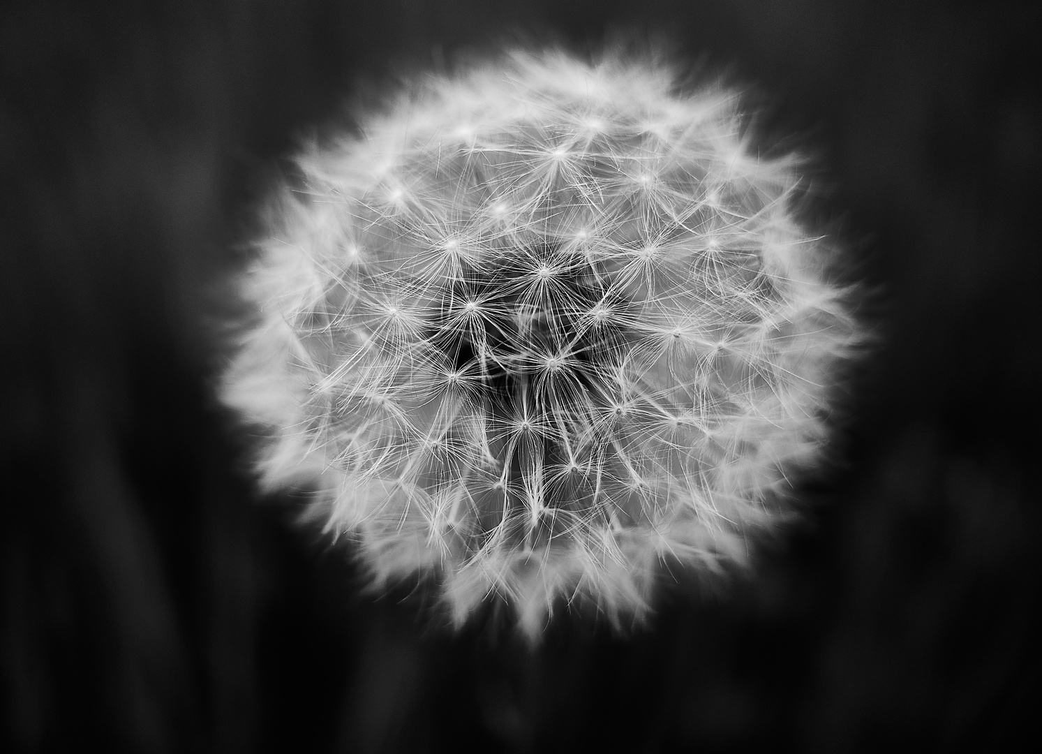 Pusteblume 1