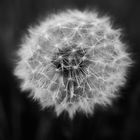 Pusteblume 1