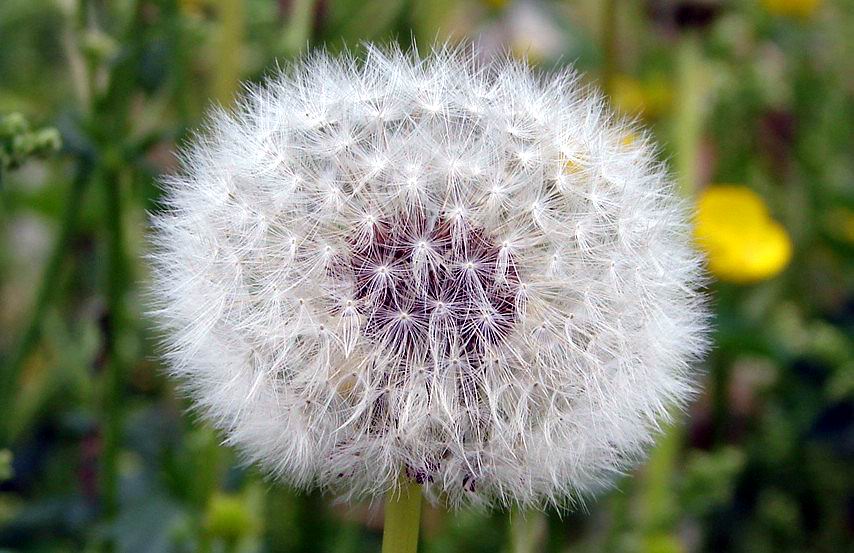 Pusteblume 1