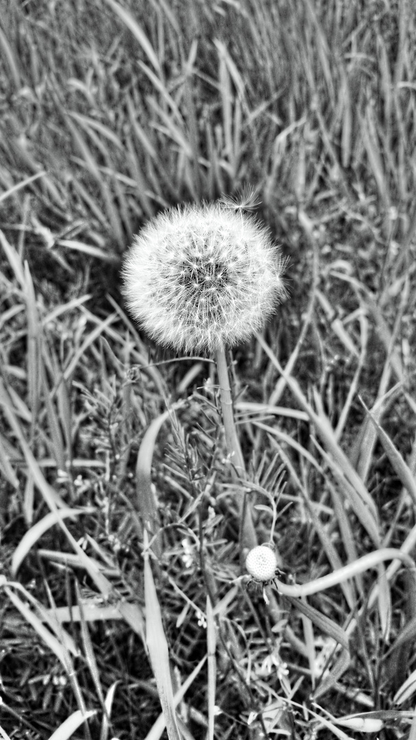 Pusteblume #1